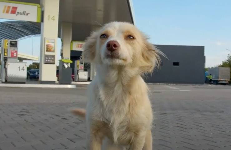 Sola in una stazione di servizio, Lidia aspetta amore: una donna cambia per sempre il suo destino