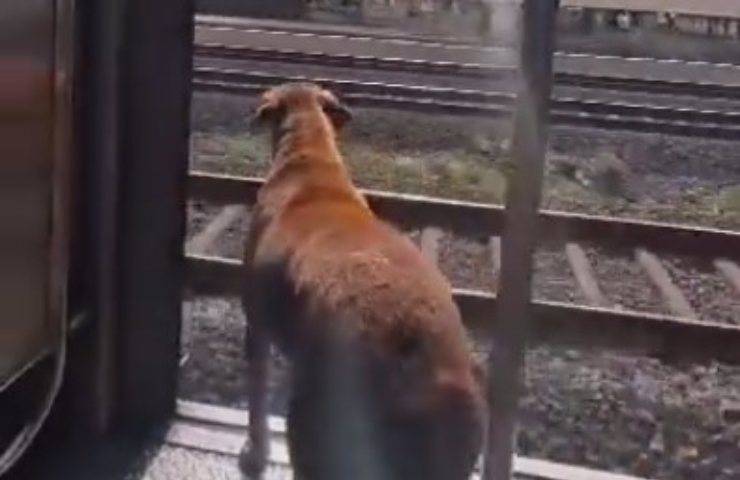 Il cane pendolare di Mumbai: ogni giorno sale sul treno e scende alla fermata giusta