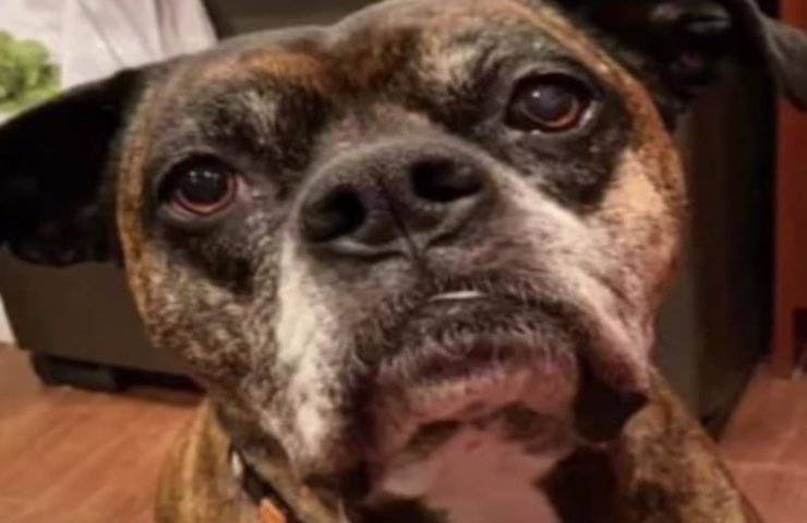 Scout, la cagnolina scomparsa salvata per caso dal vicino di casa
