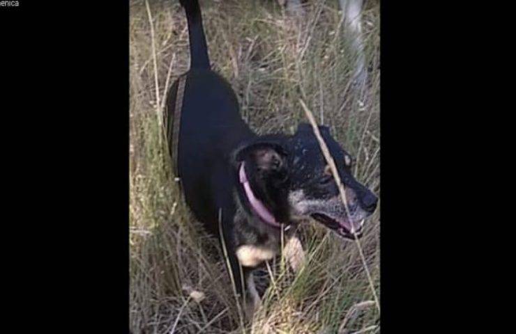 Spaghetto, cane scompare dopo incidente in autostrada: è caccia al tempo per ritrovarlo