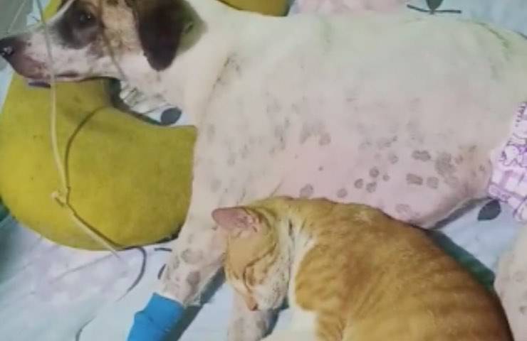 Non si allontana mai dal suo fianco: il micio arancione resta accanto al suo amico cane gravemente malato, sfidando ogni pregiudizio.
