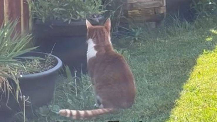 Il dolore di Timothy, il gatto che aspetta ogni giorno il suo amico scomparso perchè investito