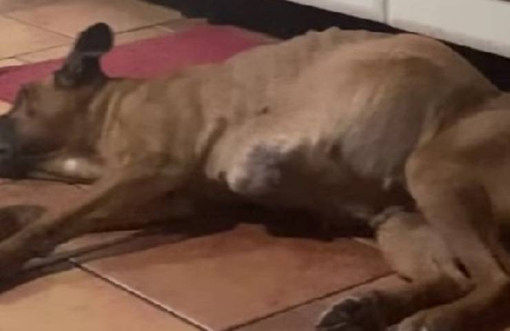 La famiglia non aveva i soldi per l’intervento d’urgenza: la cagnolina Kira è morta tra spasmi e agonia mentre cercavano di salvarla.