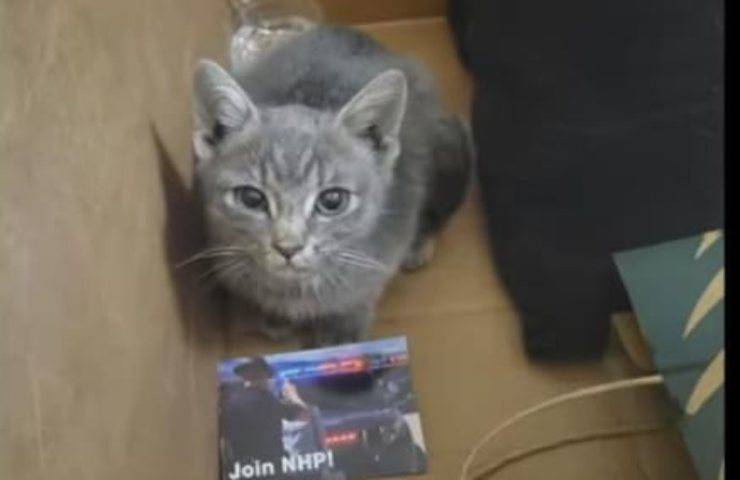 Intrappolato tra cemento e auto: la rinascita del gattino Trooper Kitty