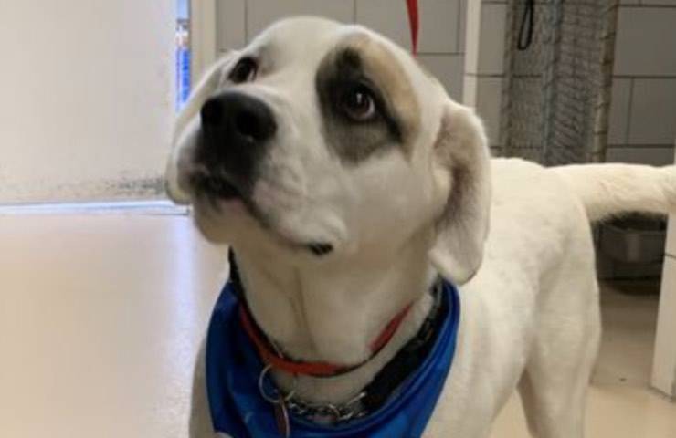 Il cagnolino aspetta per giorni la padrona travolta da un’auto pirata