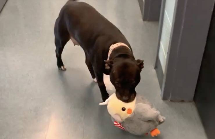 La Pitbull che commuove il web: lascia il rifugio portando con sé il suo peluche