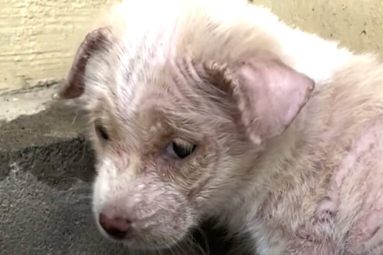 Solo e trascurato tra la folla, Willow ha chiesto aiuto con lo sguardo. Oggi è rinato grazie alla gentilezza di una sconosciuta.