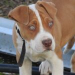 La pitbull destinata al canile diventa inseparabile dalla donna che l’ha scelta