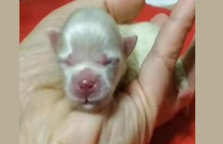 Trovato tra i rifiuti con i fratellini morti, il cucciolo lotta per la vita grazie alle cure del Canile Sanitario di Bari.