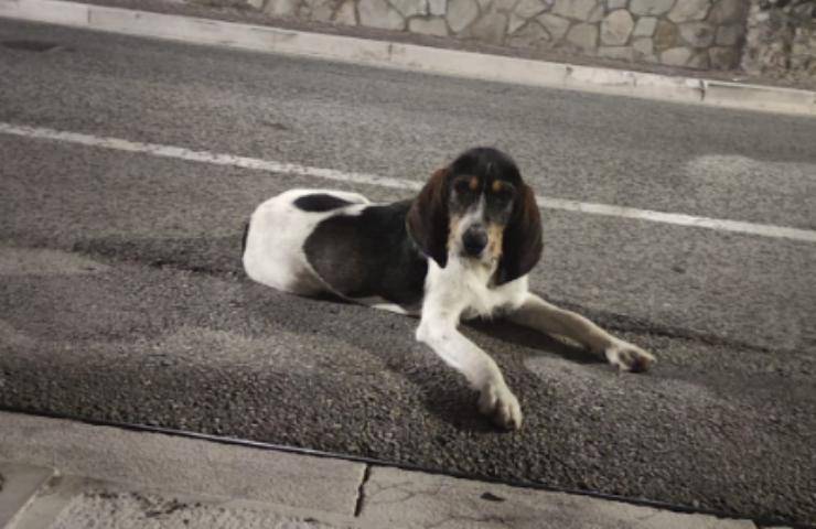 Abbandonata e scacciata da tutti, la cagnolina randagia cerca casa per non morire