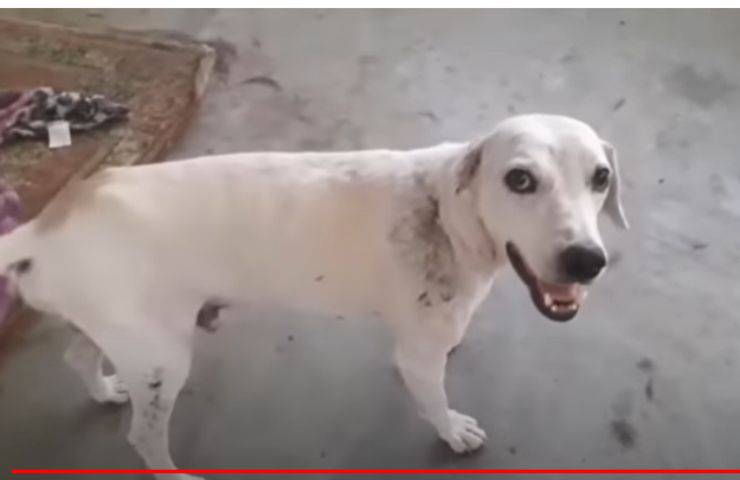 Ritrovato con una grave ferita, il cane Azulão torna alla vita grazie all’amore dei volontari