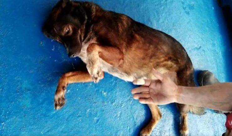 Tim Shaddock e la sua cagnolina Bella ritrovati dopo 2 mesi dispersi nel Pacifico. Erano partiti dal Messico diretti in Polinesia.