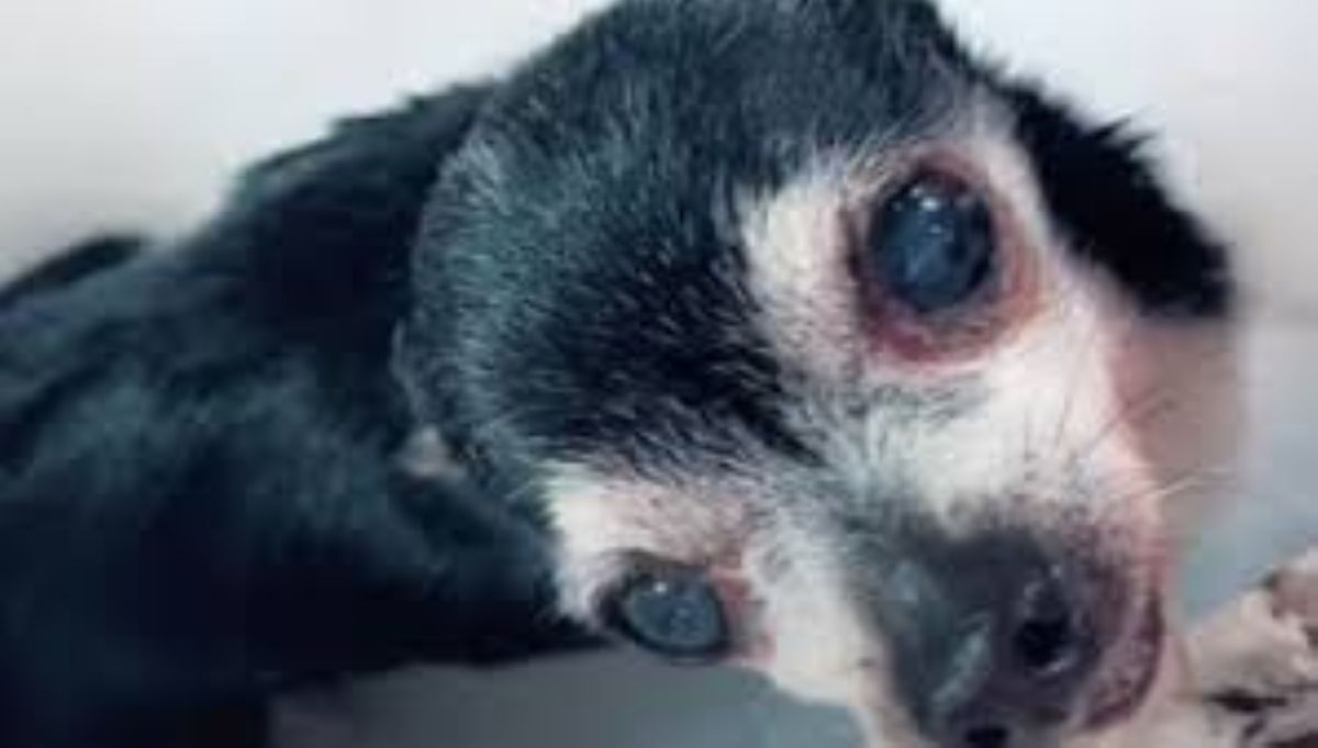 Ore di panico per il cane scomparso, ma era solo sotto la coperta, all’improvviso spunta una piccola lingua rosa