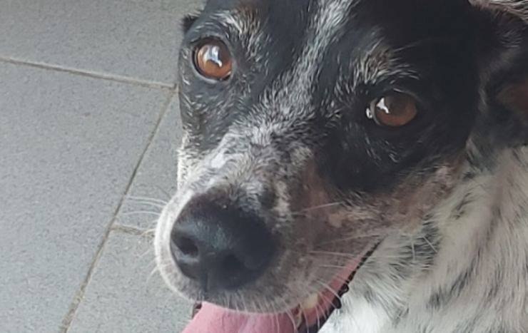 Per anni tenuta sul balcone, poi abbandonata due volte dagli stessi padroni. Ora Fortuna ha 8 anni e aspetta un’adozione che sia davvero per sempre
