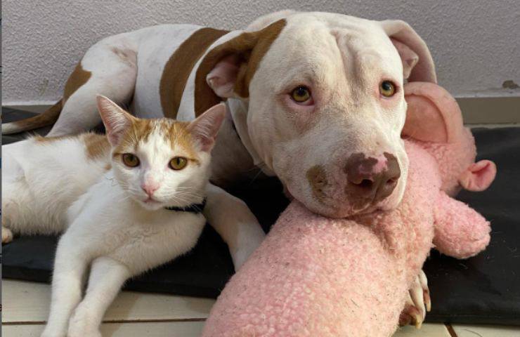 Dopo la perdita del suo amico, la Pitbull Gaya cade in depressione: un cucciolo di gatto la salva