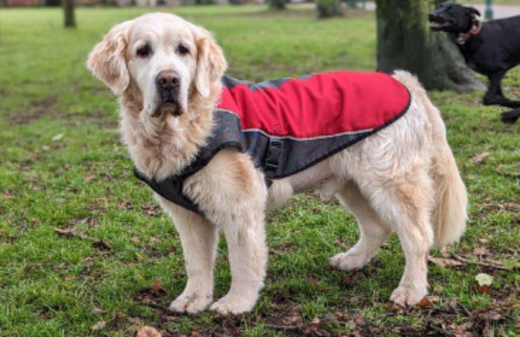 Per ogni cane, una pallina: il gesto struggente dopo la morte del loro Brodie