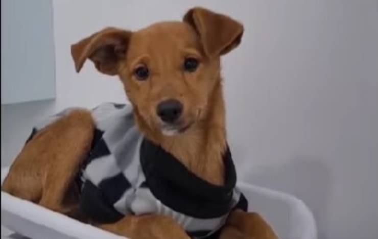 Paulinho, il cucciolo abbandonato davanti al supermercato: tremava dal freddo, ora ha una nuova vita