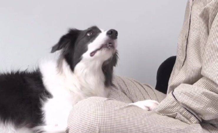 Sola, il cane che consola la sua mamma malata di cancro: l’abbraccio che commuove il mondo