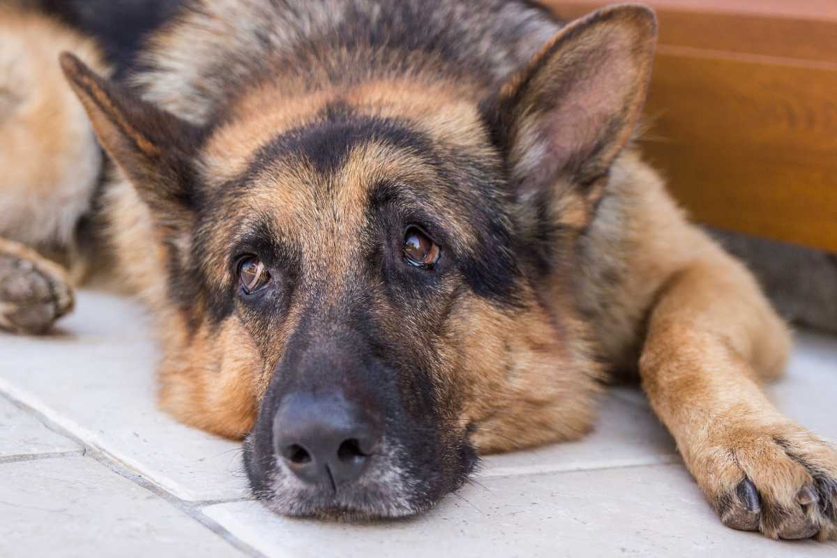 Lasciato in auto sotto il sole: cane salvato per miracolo da alcuni passanti ma è in condizioni critiche