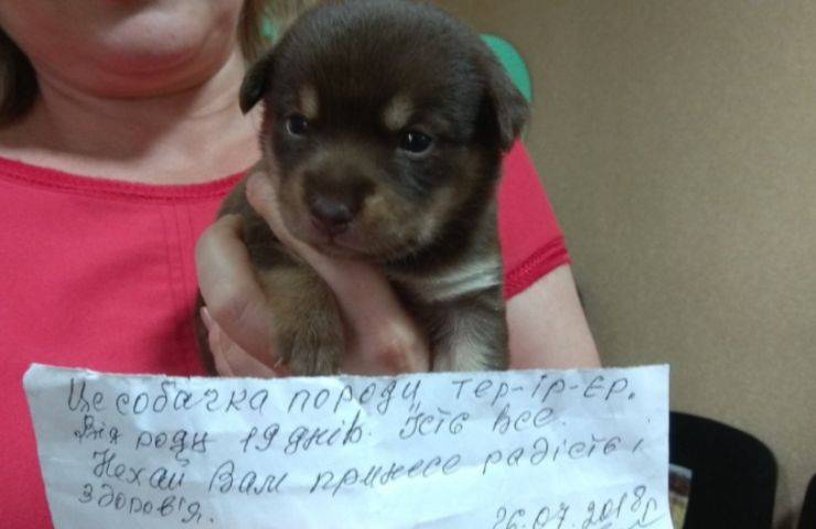 La borsa si muoveva: dentro c’era un cagnolino appena nato di 19 giorni