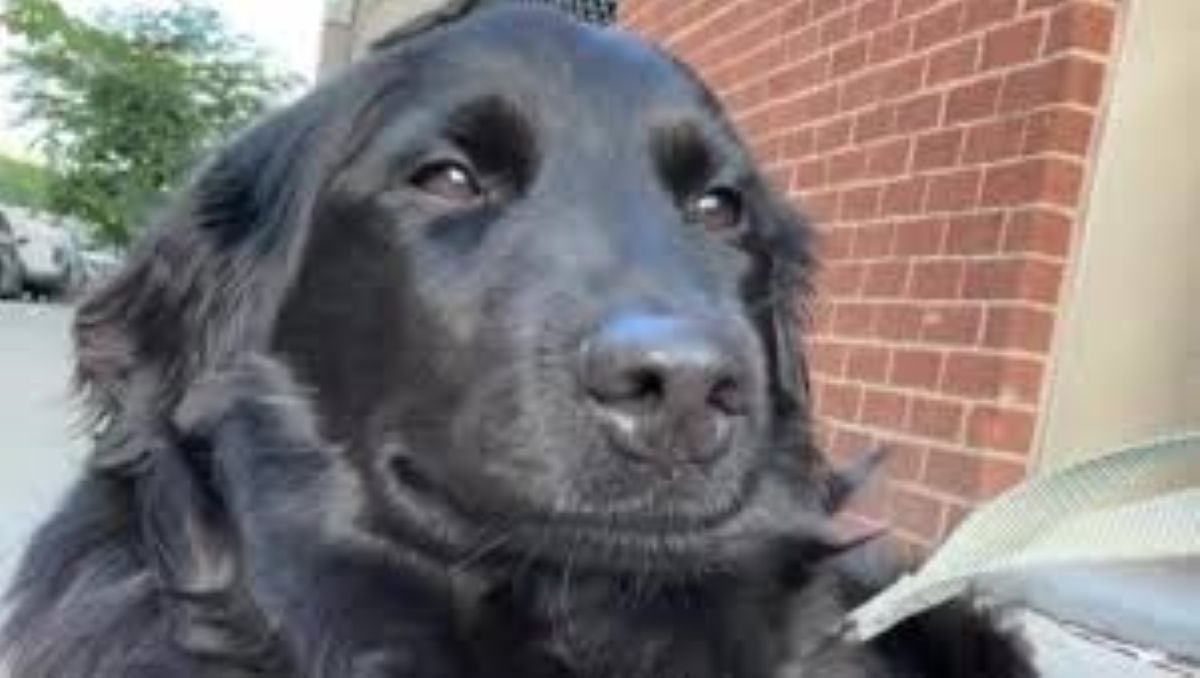 Abbandonato perchè non era più un cucciolo, “Non riuscivo a smettere di pensare a lui”: così Jax ha scelto Grim