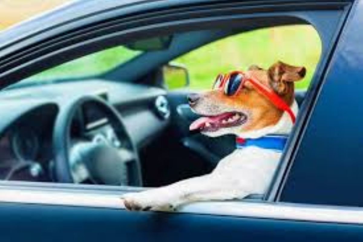 Come viaggiare in auto con il cane senza stress: 7 regole essenziali per la serenità a bordo