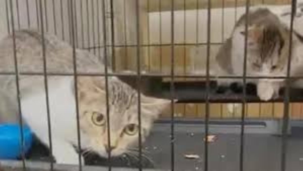 Luz e Blanca, due gatte, mamma e figlia salvate in Puglia ora cercano una casa insieme