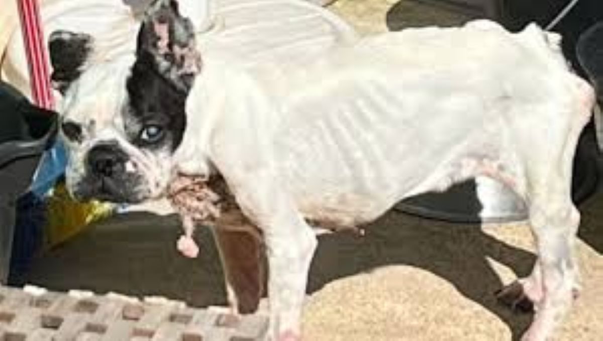 Gaufrette, salvata in Provenza una cagnolina anziana abbandonata su un terrazzo