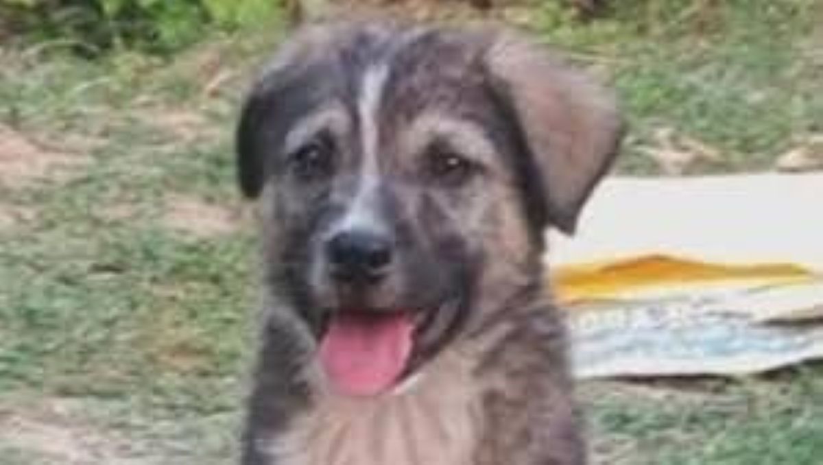 Un cucciolo abbaia nella notte e salva 67 persone dalla frana