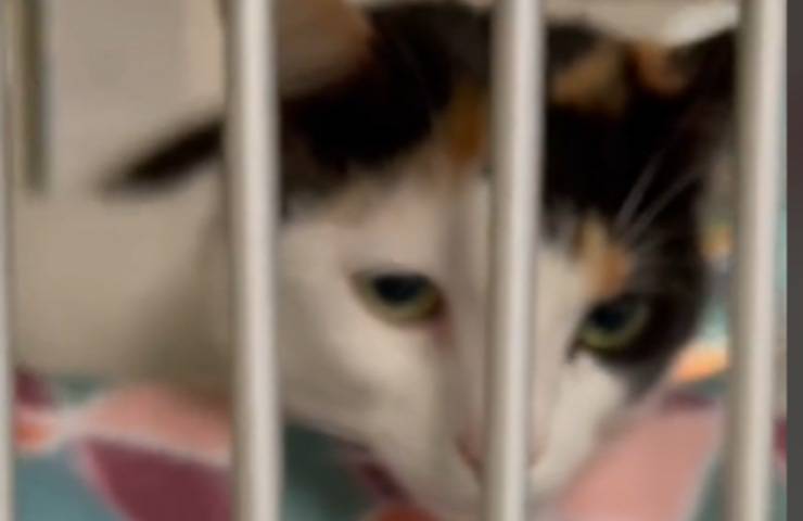 Allontanata dai suoi padroni perché perdeva pelo, ora Chanel guarda il mondo da una gabbia aspettando chi possa davvero amarla. Gettata fuori per un motivo assurdo Si chiama Chanel, ha appena un anno e mezzo ed è una micetta dal manto calico che oggi vive chiusa in una gabbia, nel rifugio della Humane Society of Broward County, a Fort Lauderdale, in Florida. La sua storia ha indignato migliaia di persone, diventando virale sui social, dopo che il rifugio ha condiviso un video del suo arrivo. Il motivo dell’abbandono ha lasciato tutti senza parole: Chanel è stata cacciata di casa perché uno dei suoi proprietari non sopportava più i peli di gatto sui vestiti. La micetta, dolce e riservata, è stata lasciata fuori dall’abitazione, costretta ad arrangiarsi da sola. È stato l’altro membro della famiglia a decidere di portarla al rifugio, nella speranza che qualcuno potesse offrirle una vita migliore. Occhi tristi dietro le sbarre del box Il video condiviso su TikTok mostra Chanel rannicchiata, lo sguardo basso, gli occhi tristi. Non cerca attenzioni, non si muove. La micetta è ancora scossa dall’abbandono e appare incapace di comprendere perché sia stata separata da quella che credeva fosse la sua casa. Nella descrizione del filmato si legge: «Cacciata di casa! Questa dolce piccolina è stata lasciata fuori a badare a se stessa solo perché a uno dei suoi ex proprietari non piaceva avere peli di gatto sui suoi vestiti! Quando l’altro proprietario ha visto cosa stava succedendo, hanno deciso che era meglio per questo bellissimo gattino trovare una nuova famiglia. Il suo nome è Chanel ed è una dolcissima, ma timida micetta Calico di un anno e mezzo di età. Per favore, vieni a darle la casa che merita!». La speranza in un’adozione piena d’amore Oggi Chanel cerca una nuova famiglia. È una gatta giovane, sana, affettuosa anche se molto timida. Il suo passato le ha lasciato addosso una diffidenza comprensibile, ma anche una profonda voglia di affetto. Come tanti altri animali in attesa nei rifugi, Chanel sogna un futuro lontano dalla solitudine e dalla tristezza. La sua storia ha riaperto il dibattito sul tema degli abbandoni ingiustificati, causati da futili motivi, come il pelo sui vestiti o qualche graffio sui mobili. Eppure, come dimostra ogni giorno la realtà dei gattili, c'è sempre qualcuno pronto a ferire, e qualcun altro che può ancora salvare.