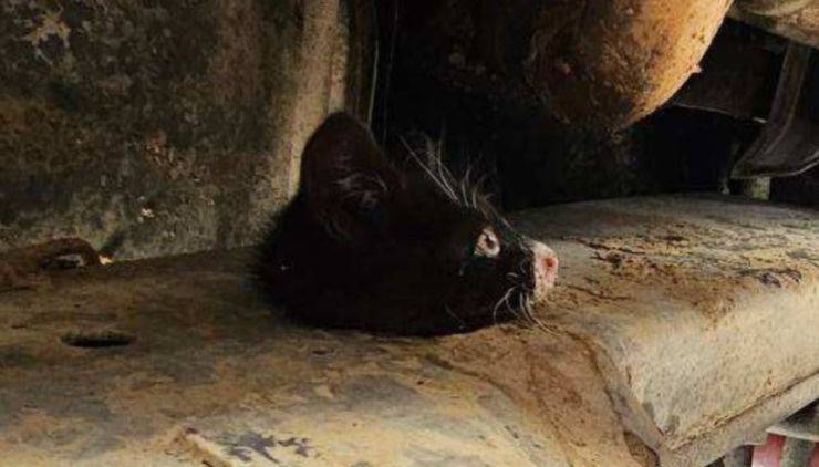 Gattino bloccato nel telaio di un camion: salvato grazie al pianto disperato
