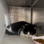 Gatto scomparso da un anno riconosce i proprietari durante un giro in bici