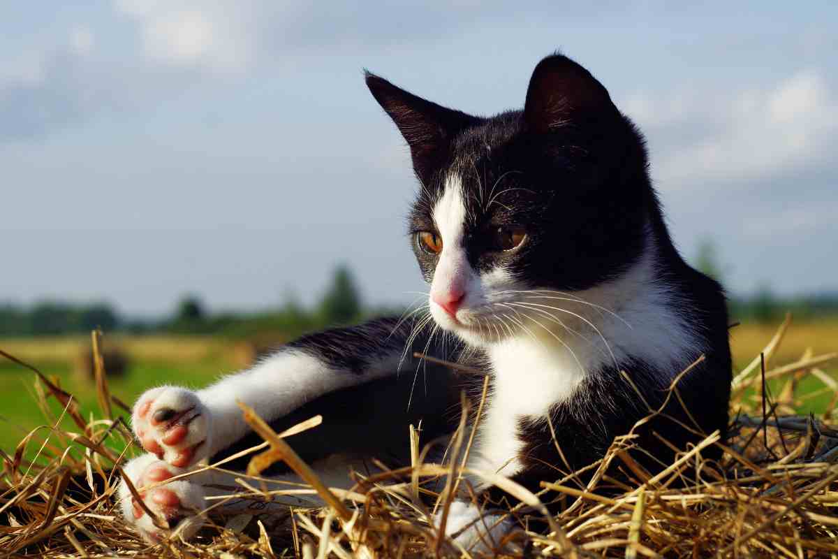 Iris perde il suo gatto Voodoo, poi l’incontro incredibile: “Limbo era lui, tornato solo per me”