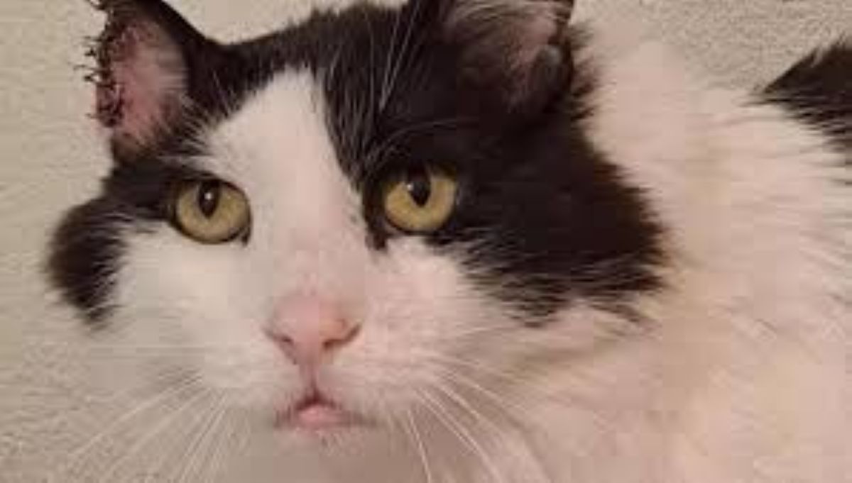 Greg, il gatto Fiv positivo salvato da un tumore