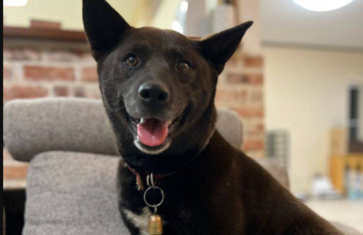 In Giappone, la cagnolina Koume ha salvato la vita a un uomo colto da infarto: premiata con un encomio ufficiale per il suo gesto eroico.