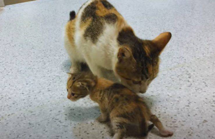 Una gatta randagia entra in un pronto soccorso a Istanbul stringendo in bocca il suo piccolo: i medici lo soccorrono immediatamente