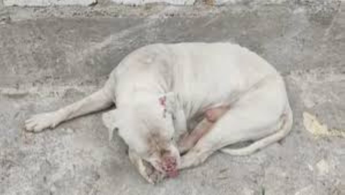 Mimoso salvato in strada in condizioni gravissime: era usato come esca nei combattimenti tra cani
