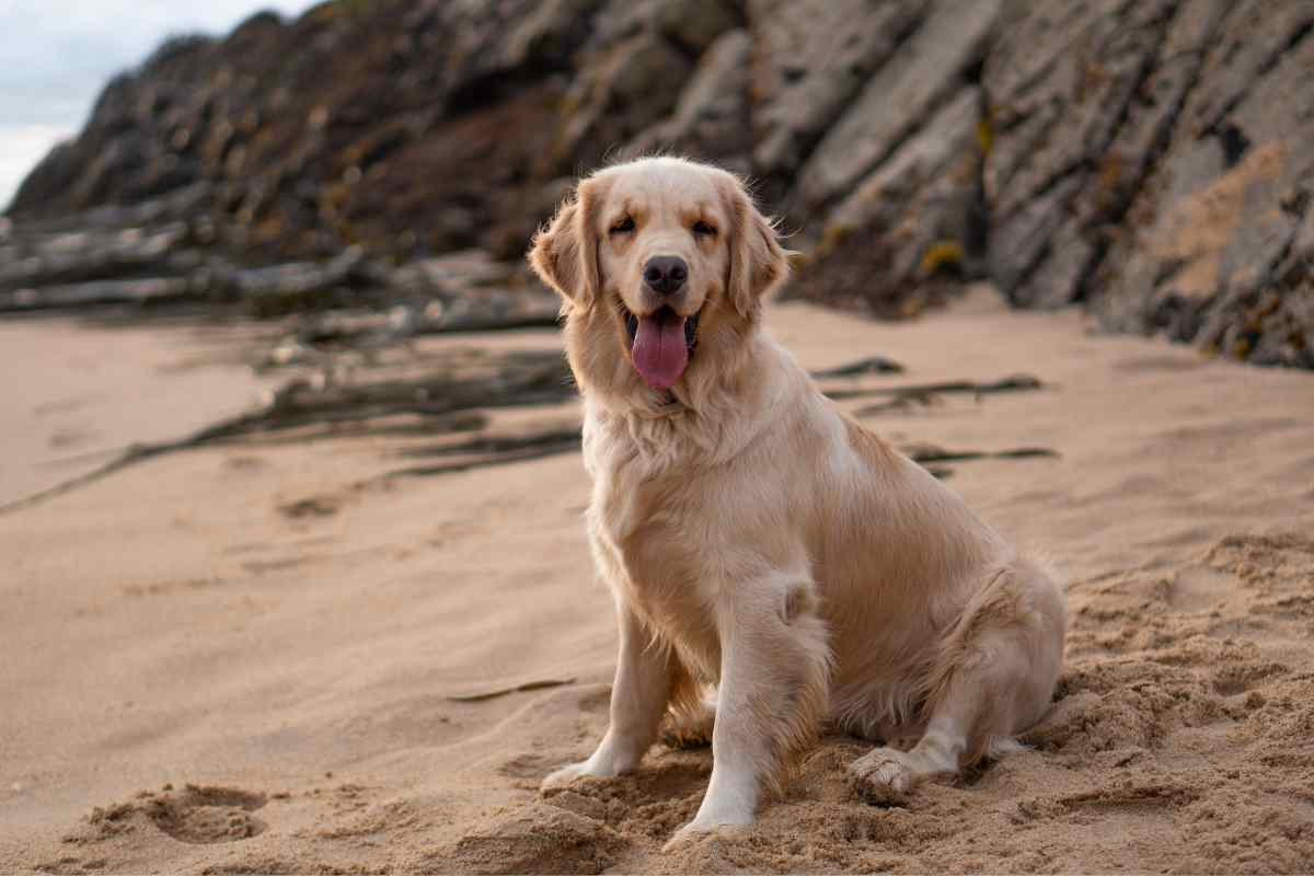 “Ti amerò per sempre, Aquiles”: il commovente addio di Roman al suo Golden retriever