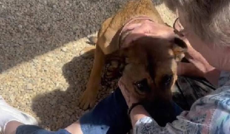 La nipote le fa una sorpresa e la porta in un rifugio: l’incontro tra la nonna e il cane è un colpo di fulmine che salva due vite.