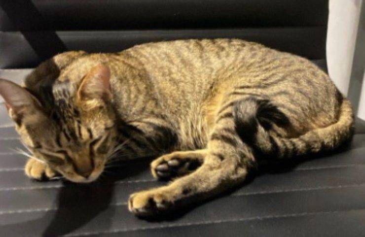 Un ladro ruba un’auto con un gatto all’interno. Quando se ne accorge, prende una decisione che nessuno si aspetta. Ecco cosa è successo a Orlando.