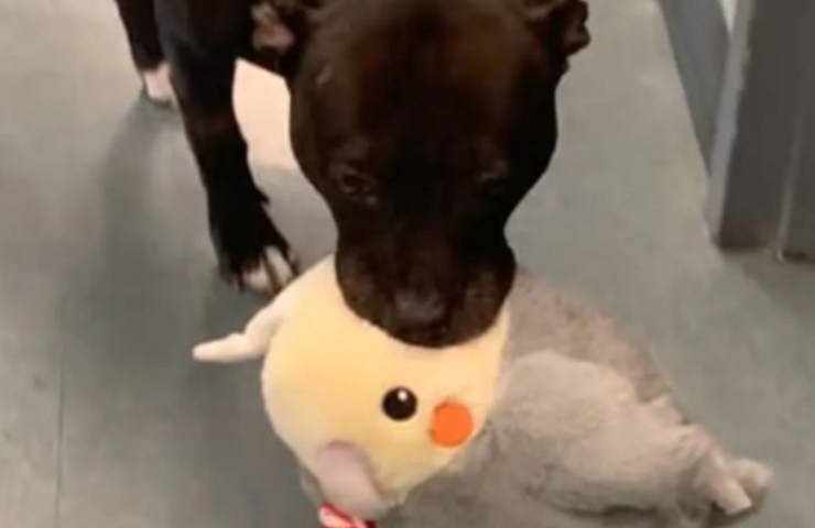 La storia di Waffle, cucciola lasciata in strada e salvata grazie a un pupazzo che ha lenito il suo dolore e solitudine.