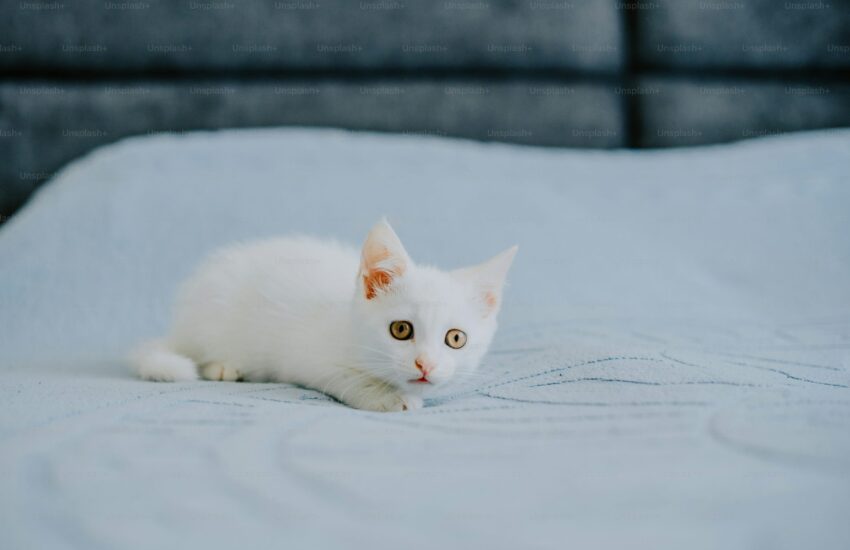Un gattino bianco giaceva immobile sull’asfalto, ignorato da tutti. Un ragazzo si ferma e compie un salvataggio che ha commosso il web.