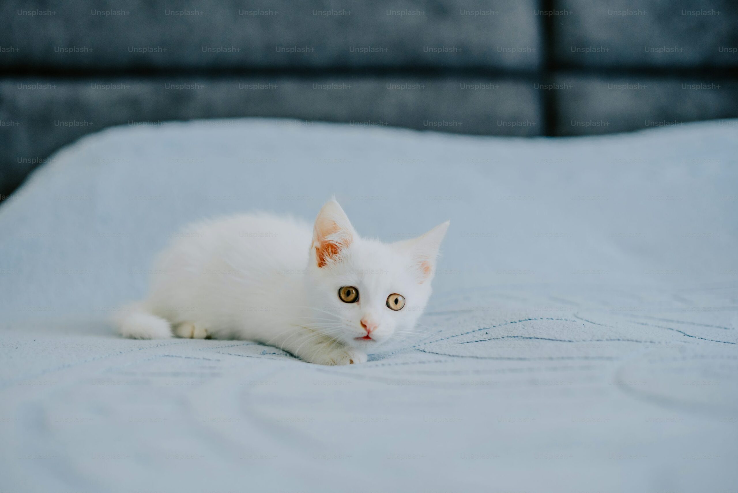 Un gattino bianco giaceva immobile sull’asfalto, ignorato da tutti. Un ragazzo si ferma e compie un salvataggio che ha commosso il web.