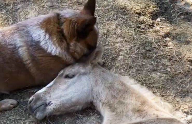 Zip e Tye, un’amicizia speciale: il cane che ha adottato un puledro orfano rimasto solo al mondo