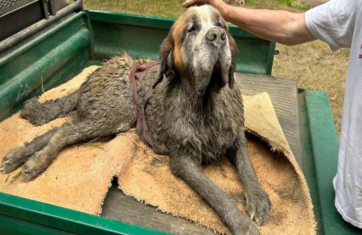 Durante una gita in canoa, un gruppo di amici si imbatte in un cane in difficoltà: lo salvano con remi e coraggio, cambiando il corso della giornata.