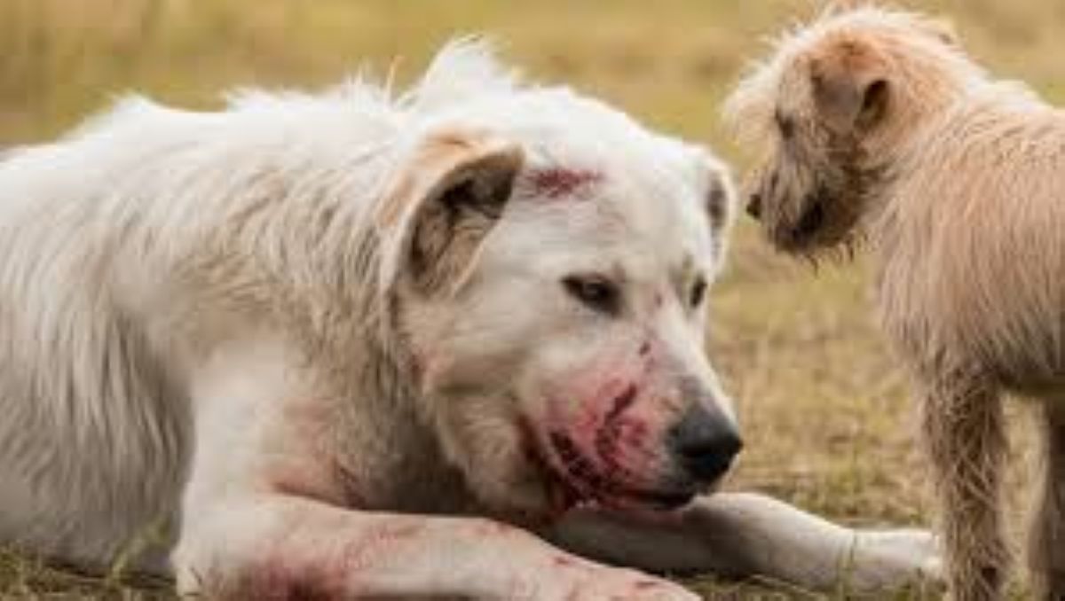 Texas, cane ferito vegliato dal suo compagno fino all’arrivo dei soccorsi: oggi entrambi stanno bene