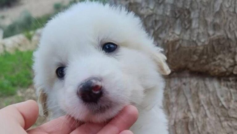 Un cucciolo di maremmano è stato lasciato in un rifugio con la promessa di un ritorno in 48 ore, ma i proprietari non si sono mai più presentati.