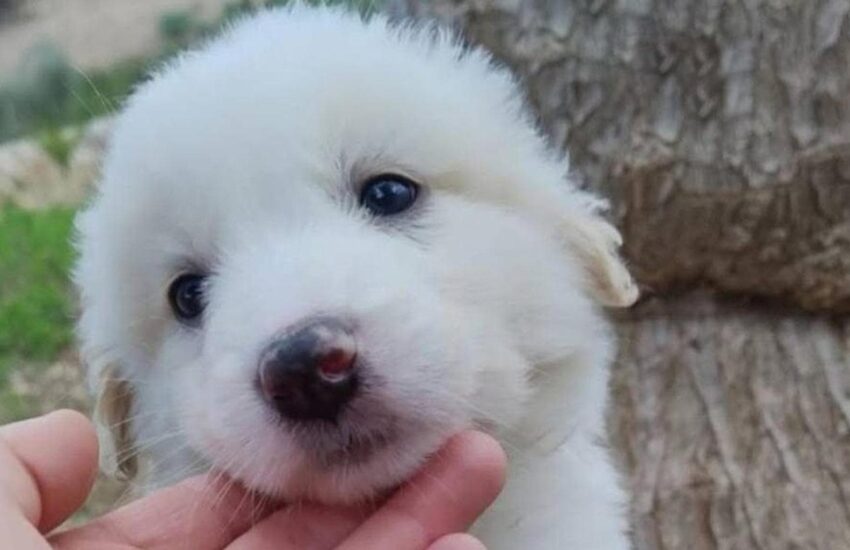 Un cucciolo di maremmano è stato lasciato in un rifugio con la promessa di un ritorno in 48 ore, ma i proprietari non si sono mai più presentati.