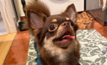Un cucciolo di nove mesi smette di mangiare, ma i veterinari scoprono che il problema non è la salute: il piccolo è solo incredibilmente schizzinoso.