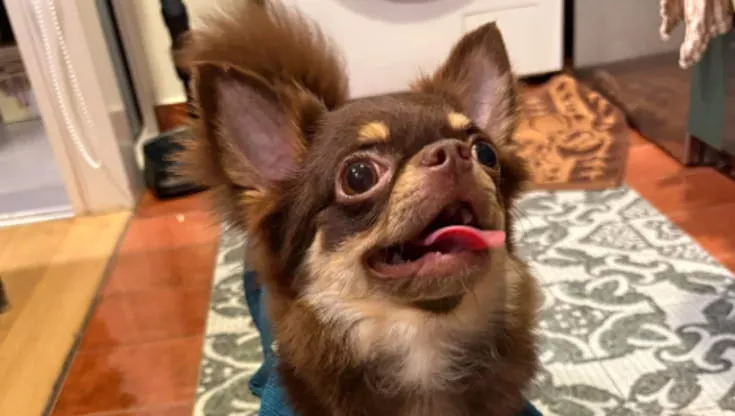 Un cucciolo di nove mesi smette di mangiare, ma i veterinari scoprono che il problema non è la salute: il piccolo è solo incredibilmente schizzinoso.